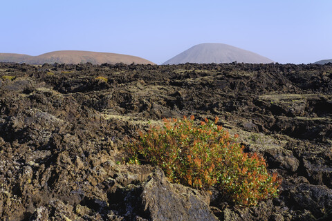 Spanien, Kanarische Inseln, Lanzarote, Naturpark Los Volcanes, Lavafeld, Kanarischer Sauerampfer, lizenzfreies Stockfoto