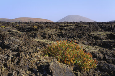 Spain, Canary Islands, Lanzarote, Los Volcanes Nature Park, Lava field, Canary Islands sorrel - SIEF08642