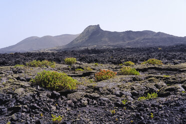 Spanien, Kanarische Inseln, Lanzarote, Naturpark Los Volcanes, Caldera Santa Catalina, Kanarischer Sauerampfer - SIEF08645