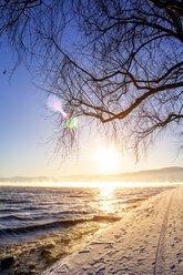 Schweiz, Arbon, Bodensee, Baum bei Sonnenuntergang im Winter - PUF01450