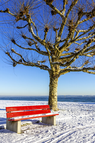 Schweiz, Arbon, Bodensee, Baum und Bank im Winter, lizenzfreies Stockfoto