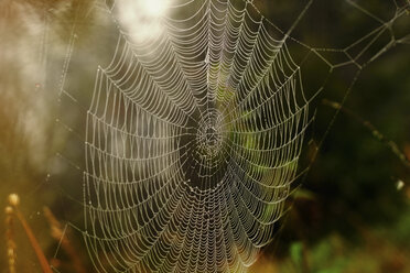 Close up of spider web - BLEF03388