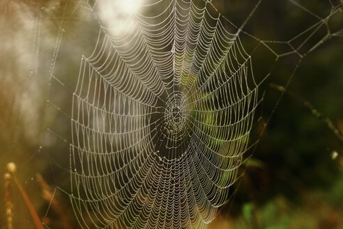 Nahaufnahme eines Spinnennetzes - BLEF03388