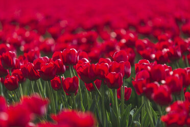 Germany, red tulip field - ASCF01013