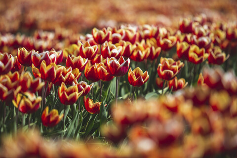 Deutschland, Tulpenfeld, lizenzfreies Stockfoto