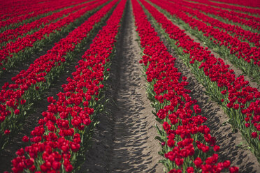 Deutschland, Reihen von roten Tulpen - ASCF01017