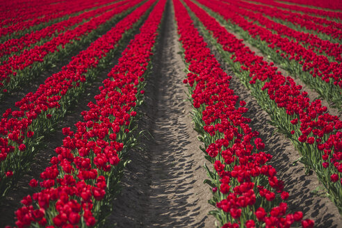 Germany, rows of red tulips - ASCF01017
