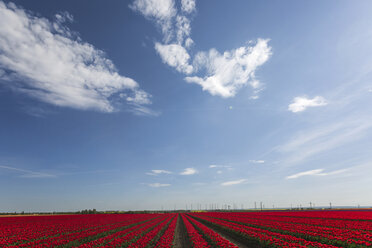 Germany, red tulip field - ASCF01019