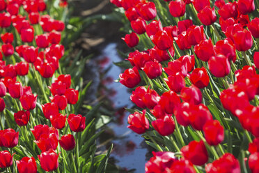 Germany, red tulip field - ASCF01020