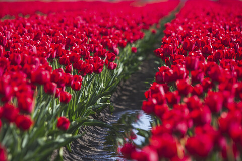 Deutschland, rotes Tulpenfeld, lizenzfreies Stockfoto