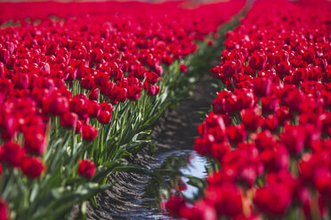 Germany, red tulip field - ASCF01021