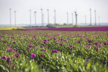Germany, pink tulip field - ASCF01022