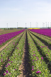 Deutschland, Tulpenfeld im Frühling - ASCF01023