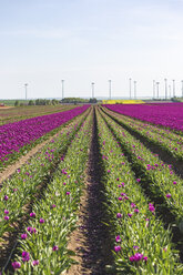 Germany, tulip field in spring - ASCF01023
