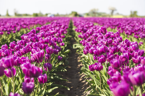 Germany, pink tulip field - ASCF01024