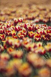 Germany, tulip field - ASCF01026