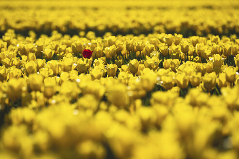 Deutschland, gelbes Tulpenfeld mit einzelner roter Tulpe - ASCF01027