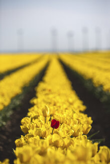 Deutschland, gelbes Tulpenfeld mit einzelner roter Tulpe - ASCF01028