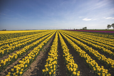 Germany, yellow tulip field - ASCF01029