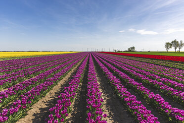 Deutschland, Tulpenfelder - ASCF01030