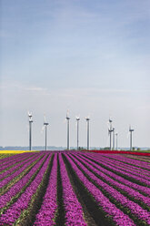 Germany, pink tulip field - ASCF01031