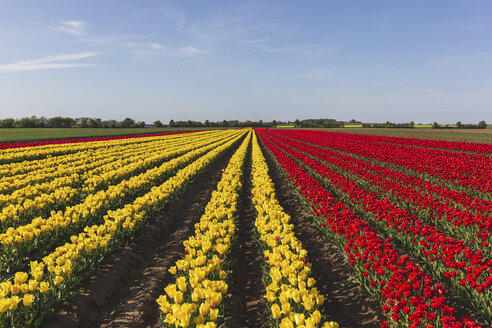 Germany, red and yellow tulip fields - ASCF01034