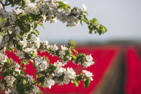 Weiße Baumblüten vor roten Tulpenfeldern, Nahaufnahme, lizenzfreies Stockfoto