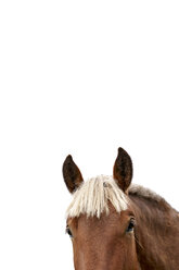 Kopf eines Pferdes vor weißem Hintergrund, Teilansicht - GEMF02954