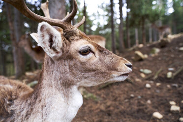 Frankreich, Pyrenäen, Porträt eines jungen Rehs im Wald - GEMF02957