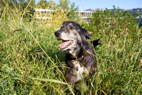 Porträt eines Hundes auf einer Wiese - GEMF02971