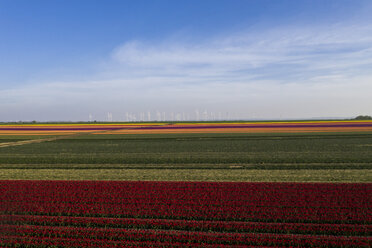 Germany, Saxony-Anhalt, aerial view of tulip fields with wind farm in background - ASCF01036