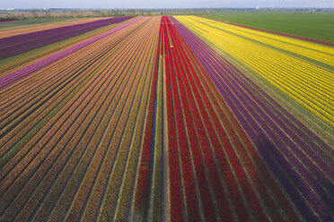 Deutschland, Sachsen-Anhalt, Luftaufnahme von Tulpenfeldern - ASCF01040