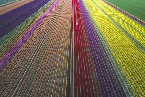 Germany, Saxony-Anhalt, aerial view of tulip fields - ASCF01041