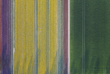 Germany, Saxony-Anhalt, aerial view of tulip fields - ASCF01043