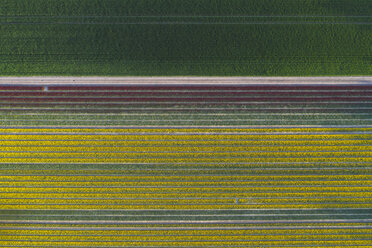 Germany, Saxony-Anhalt, aerial view of tulip fields - ASCF01044