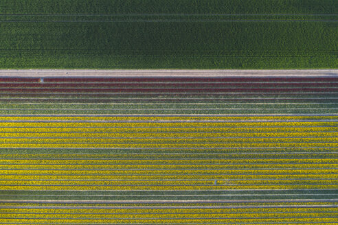 Deutschland, Sachsen-Anhalt, Luftaufnahme von Tulpenfeldern - ASCF01044