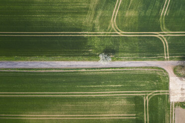 Germany, Saxony-Anhalt, aerial view of fields - ASCF01047