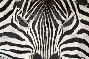 Afrika, Limpopo, Krüger-Nationalpark, Nahaufnahme eines Zebras - VEGF00197