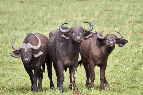 Afrika, Uganda, Fort Portal, Queen Elizabeth National Park, drei Büffel - VEGF00199