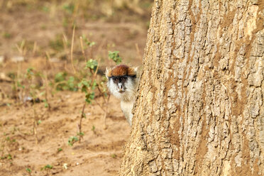 Afrika, Uganda, Fort Portal, Kidepo Valley National Park, Patas-Affe zeigt seinen Kopf hinter einem Baum - VEGF00201