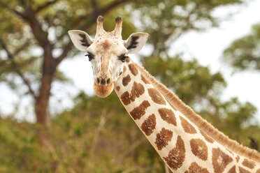 Afrika, Uganda, Fort Portal, Elizabeth National Park, Porträt einer Giraffe - VEGF00203