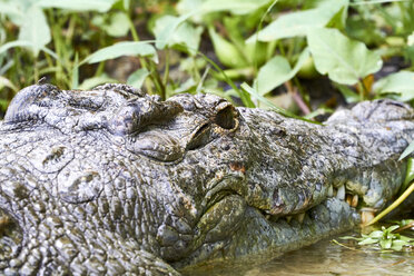 Afrika, Uganda, Fort Portal, Elizabeth National Park, Porträt eines Krokodils - VEGF00204