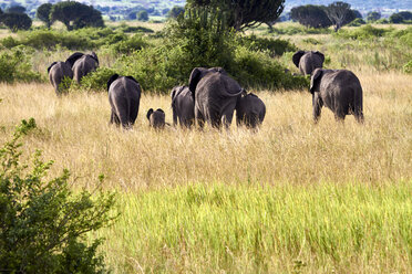 Afrika, Uganda, Fort Portal, Elizabeth National Park, Elefantenfamilie auf der Flucht - VEGF00206