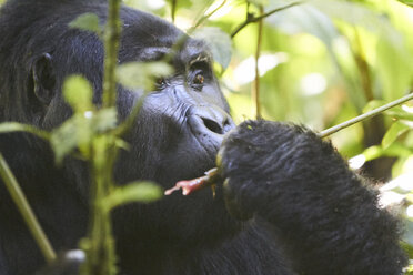 Afrika, Uganda, Bwindi Impenetrable Forest, Porträt eines Silberrücken-Gorillas - VEGF00208