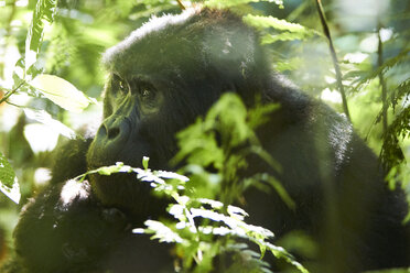 Afrika, Uganda, Bwindi Impenetrable Forest, Mumie und Baby Gorilla im Wald - VEGF00210