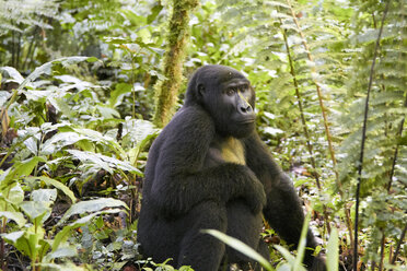 Afrika, Uganda, Bwindi Impenetrable Forest, Gorilla im Wald - VEGF00212