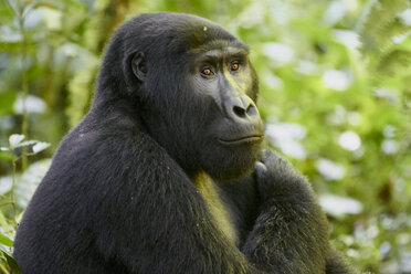 Afrika, Uganda, Bwindi Impenetrable Forest, Gorilla im Wald - VEGF00213
