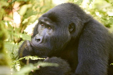 Africa, Uganda, Bwindi Impenetrable Forest, Gorilla in the forest - VEGF00214