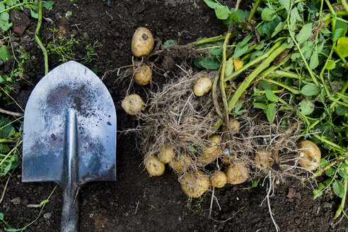 Kartoffeln und Schaufel in der Gartenerde - BLEF03553