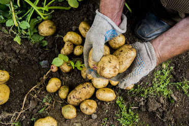 Hände eines Gärtners halten Kartoffeln in der Erde - BLEF03624